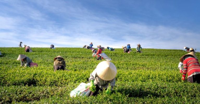 What Are The Differences Between Conventional And Sustainable Farming 