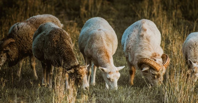 Livestock Farming - Photo of Goats Grazing on Grass Field